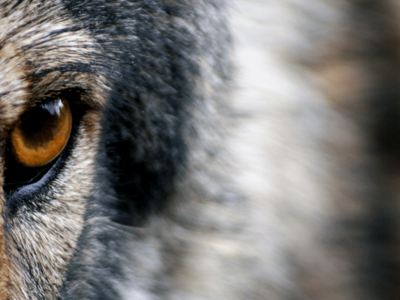 Bulaang Propeta! Mag-ingat&nbsp;Ka!